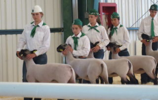 Inyo and Mono Counties Junior Livestock Show 4-H and FFA youth show the animals they've raised like sheep